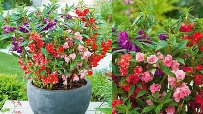 Flower Seeds Under 100