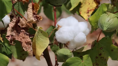 Unlucky Plants for Home