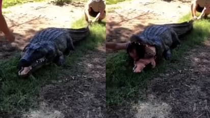 Watch Viral Video of Man Coming Out of Crocodile s Jaw Is He Alive bsm