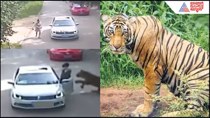 Tiger Attack