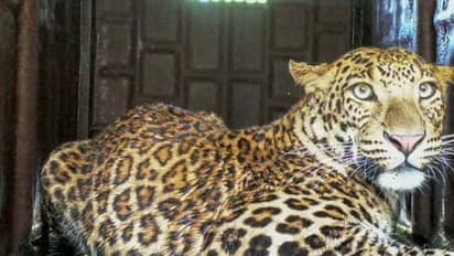 Leopards thrive around Bengaluru forests (File Photo)