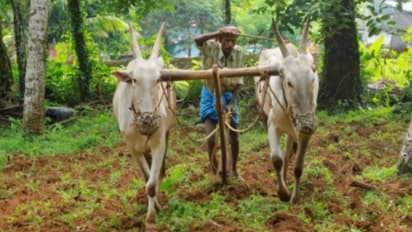 Karnataka pre Monsoon good rains 3 06 lakh hectares sown rav