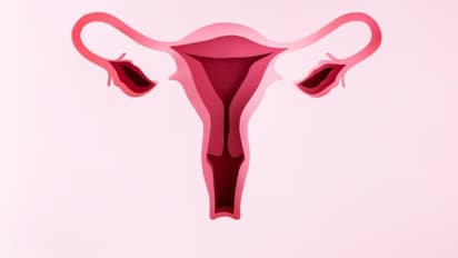 Uterus