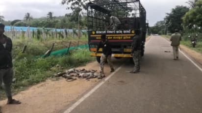 Monkey carcasses found in Chamarajanagar (File Photo)