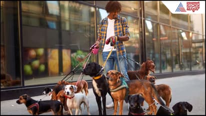 Dog Walker
