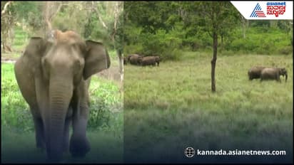 Bandipur elephant