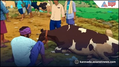 Three Cows Die After Consuming Urea in Malavalli