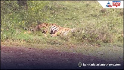 Bandipur Tiger rescue