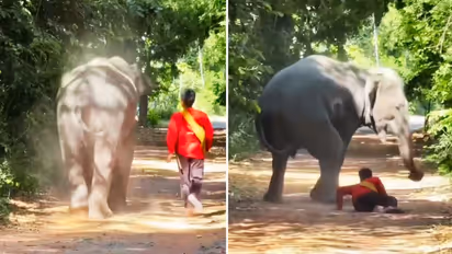 elephant loyalty viral video