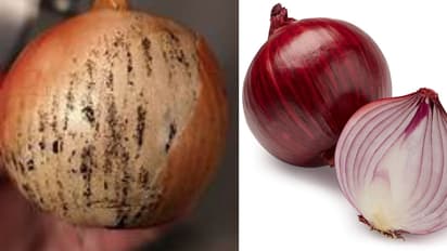 black layer on onions