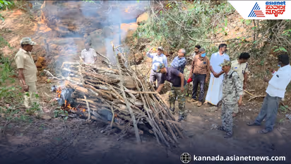 Chamarajanagar tiger 