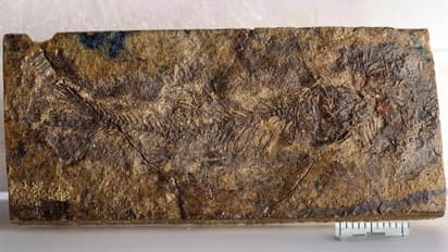 Fossil of Acronichthys maccognoi found inland from ancient sea