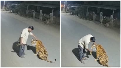 Man Petting Tiger In Madhya Pradesh