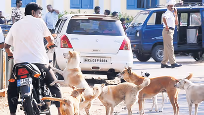 BBMP to build shelters for stray dogs on Bengaluru’s outskirts