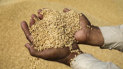 A Worker Holding Harvested Wheat Grain 