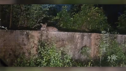 Leopard_at_Malambuzha