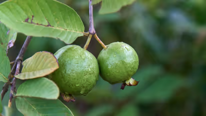 Guava leaves