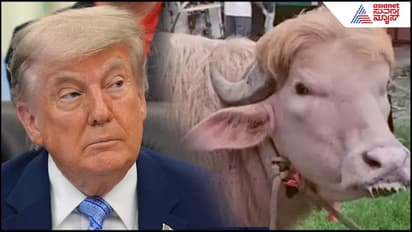 Donald Trump Albino Buffalo