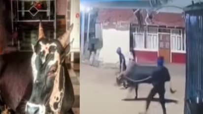 Sacred temple bull stolen from Davanagere, CCTV captures theft