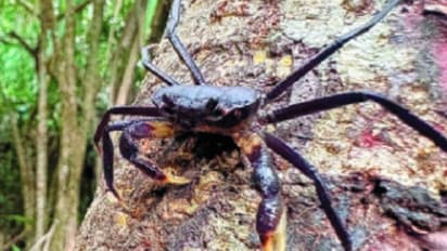 India's only tree-dwelling freshwater crab found in Agumbe