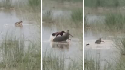 UP crocodile attack video surfaces after Bahraich boy dragged into river by reptile as uncle rescue attempt fails