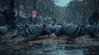 Health Department issues new pigeon feeding rules in Bengaluru