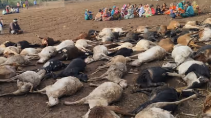Belagavi 80 sheep die after falling into a canal frightened by the sound of firecrackers rav