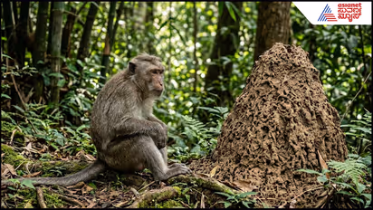 Monkeys Death