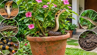 Five Common Snake Species Found in Home Gardens