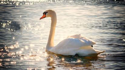 Swan