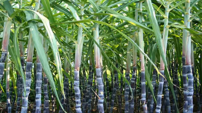 Sugar cane farmer