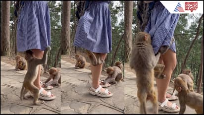 Monkey Video