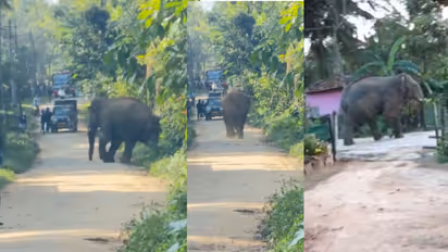 Hassan wild elephont attack