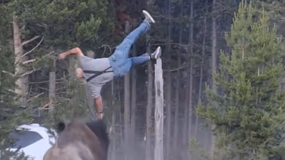 Tourist Bison