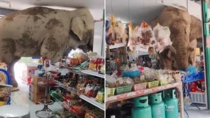 Elephant's Clever Grocery Heist in Thailand