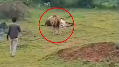 Man records video of lion eating prey