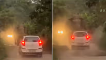 Driver Kept Honking at a Wild Elephant