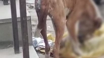 कटे हुए मानव अंग को कुत्ते घंटों नोचते रहे लेकिन अस्पताल प्रबंधन संवेदनहीन बना रहा।