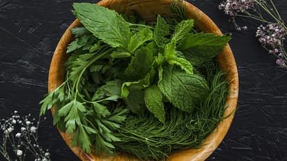 how-to-store-coriander-mint-and-curry-leaves