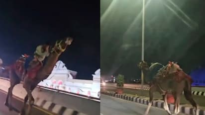  drunk man riding a camel