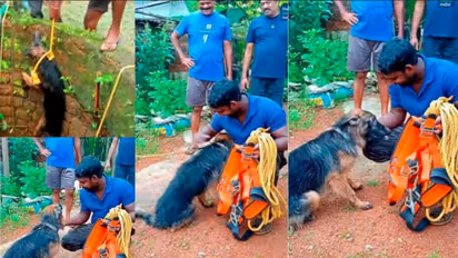 Dog said thanks to his rescuer