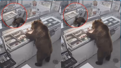 Bear Breaks into Ice Cream Shop