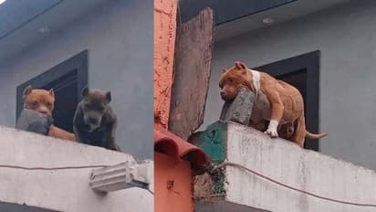 Dog Trained to Throw Bricks at Visitors