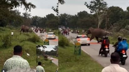 Bandipur Elephant Attack