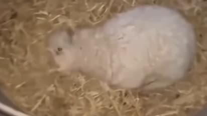 Baby Lamb Pretends To Be Dead Whenever Someone Approaches