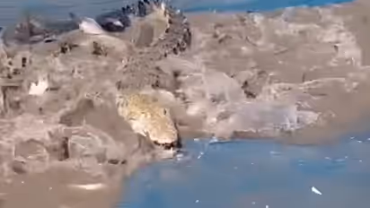Bihar Fishermen Catch Two Crocodiles While Fishing
