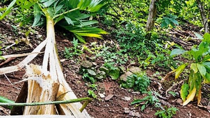 Elephant Menace Severe Crop Damage In Tribal Areas