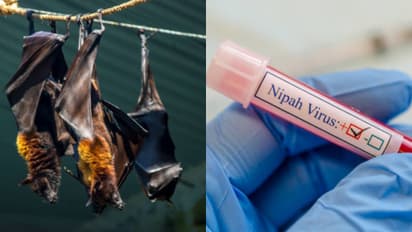 nipah virus