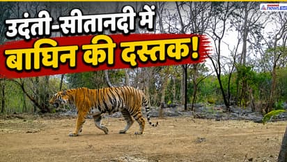udanti sitanadi tiger reserve tigress spotted