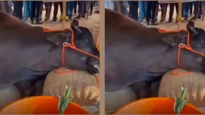 21 crore worth Buffalo dies